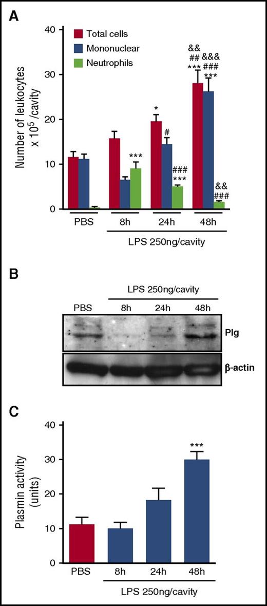 Figure 3. Plg expression and Pla activity during a self-resolving model of inflammation. BALB/c mice were injected with LPS (250 ng per cavity, i.pl.) or PBS (i.pl.). Cells present in the pleural cavity were harvested at the indicated time points and processed for total cell counts in a Newbauer chamber and for differential leukocyte counts by light microscopy of cytospin preparations (A), western blot analysis for Plg (B), and measurement of Pla activity (C). The pleural cellularity was expressed as the number of leukocytes per cavity and is shown as the mean ± SEM of at least 4 mice in each group. *P < .05; ***P < .001 when compared with mice injected with PBS. #P < .05; ##P < .01; ###P < .001 when compared with mice injected with LPS for 8 hours. &&P < .01; &&&P < .01 when compared with mice challenged with LPS for 24 hours. Blots are representative of 3 independent experiments using pooled cells from at least 5 animals. For loading control, membranes were reprobed with anti–β-actin. For the Pla activity assay, results are expressed as plasmin activity unities mean ± SEM of at least 5 mice. ***P < .001 when compared with the untreated group.