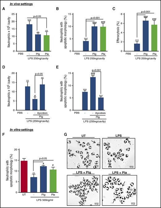 Figure 4. Effect of Plg/Pla treatment in an LPS-induced pleurisy model. Mice received an i.pl. injection of LPS (250 ng per cavity) or PBS. After 8 hours of challenge, mice were treated with Plg (2 µg per cavity, i.pl.) or Pla (2 µg per cavity, i.pl.). PBS (vehicle, i.pl.) was injected in both unchallenged control mice and LPS-challenged mice. Ten hours later, the pleural cells were harvested, and cytospin preparations were analyzed for the number of neutrophils per cavity (A) as well as the percentage of apoptosis (B) and efferocytosis (C). In the same experimental settings, Plg (2 µg) was incubated with the serine protease inhibitor aprotinin (17.5 µg) for 1 hour at 37°C prior to i.pl. injection (D,E). Results are expressed as the mean ± SEM of at least 4 mice in each group. **P < .01; ***P < .001 when compared with unchallenged mice; ###P < .001 when compared with untreated mice. (F) Neutrophils isolated from peripheral blood of healthy human donors were cultured in 96-well cell culture plates (106 cells per well) with or without LPS (500 ng/mL) for 1 hour, and thereafter with or without Plg/Pla (2 µg/mL) for an additional 5 hours. Then, cytospin preparations were stained with May-Grünwald-Giemsa and counted for apoptosis (F). Representative figures are shown in (G). Arrows indicate apoptotic neutrophils. Scale bars, 10 µm. Original magnification ×20. **P < .01 when comparing LPS-treated group with untreated (UT) neutrophils; #P < .05 when comparing LPS-treated cells alone and LPS-treated cells after incubation with Plg or Pla. In vitro experiments were performed twice with different donors in biological triplicates.