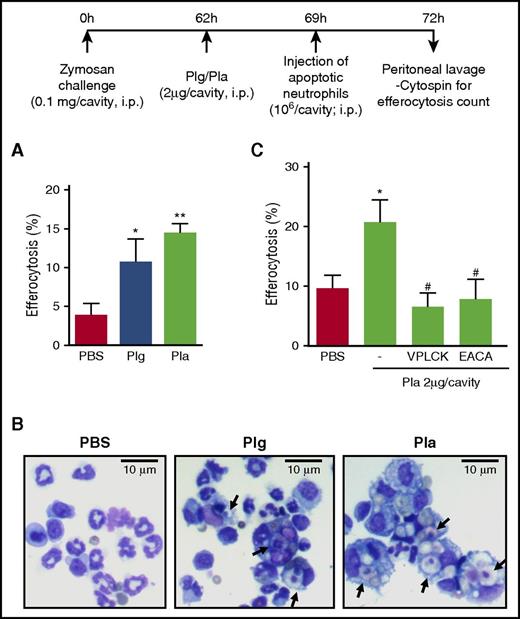 Figure 5. Effect of Plg/Pla on in vivo peritoneal macrophage efferocytic capacity. Mice received an i.p. injection of 0.1 mg of zymosan and then were injected i.p. with Plg (2 µg per cavity), Pla (2 µg per cavity), or vehicle 62 hours later. Seven hours after treatments, mice were injected i.p. with 106 apoptotic neutrophils. Mice were killed 3 hours later. (A) Efferocytosis was assessed on cytospin preparations of cells harvested from peritoneal lavage after staining with May-Grünwald-Giemsa. Representative figures are shown in (B). Original magnification ×40. In the same experimental settings, 2 µg of Pla was incubated with 11.2 µg of VPLCK or 3.5 mg of EACA for 1 hour at 37°C prior to i.p. injection (C). Results are presented as the mean efferocytosis index ± SEM. The experiments were performed 3 times with at least 5 mice in each group. *P < .05; **P < .01 when compared with untreated mice; #P < .05 when compared with Pla-treated mice.