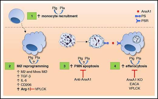 Figure 7. Schematic representation of the proposed role of the Plg/Pla system in the resolution of inflammation. The results of previous studies and of the current study indicate that the Plg/Pla system contributes to the termination of the inflammatory process by regulating distinct steps of resolution.12,13,15,16,18-20,53,54 It has been previously shown that Pla induces monocyte recruitment from the bloodstream to inflammatory sites,12,13,15,16 a critical step in acute inflammation that enables further clearance of apoptotic neutrophils and orderly progression toward resolution (1). Our current data also suggest that Plg and Pla induce polarization of macrophages to M2, which are highly efferocytic, and Mres subtypes, which are known to express high levels of anti-inflammatory, antifibrotic, and antioxidant mediators (2).9,22 Furthermore, we demonstrate that the Plg/Pla system promotes neutrophil apoptosis in the inflammatory milieu (3) and enhances the efferocytosis capacity of macrophages (4). The underlying mechanism is associated with increased AnxA1 expression and activity because the absence of AnxA1 prevents neutrophil apoptosis and efferocytosis promoted by Plg. This is supported by reports indicating that AnxA1 acts as a bridging molecule between phosphatidylserine (PS) on the dying cell and the phagocyte favoring efferocytosis.37,38,67 Together, these steps may contribute to the reduced accumulation of neutrophils in the inflammatory site promoted by Plg/Pla in the pleurisy model. The proresolving effects summarized in this figure (1-4) were described for both active Pla and its zymogen, Plg. Arrows linking Plg to Pla indicate a requirement of Pla protease activity for the proresolving effect of Plg. Our findings and those of others suggest that the effects of Plg on resolution require its conversion to active Pla, as demonstrated for Plg-induced monocyte recruitment,15,16 efferocytosis,18-20 and Arg-1 stimulation on macrophages.