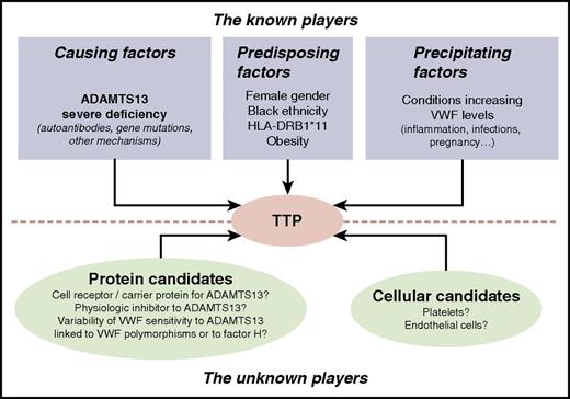 Figure 3. Known and unknown players involved in TTP. Among the known players involved in TTP occurrence, ADAMTS13 severe deficiency, either acquired via specific autoantibodies or inherited via ADAMTS13 gene mutations, is the only causing factor identified so far. Other factors are well established as predisposing factors for acquired TTP (ie, female sex, black ethnicity, HLA-DRB1*11, and obesity). Also, pathophysiological conditions increasing plasma VWF levels such as inflammation, sepsis, or pregnancy are known to potentially act as precipitating factors of acute episodes of either acquired or inherited TTP. Other still unknown players are suspected to be involved in TTP occurrence: these may be either proteins of the ADAMTS13/VWF system or cellular candidates such as platelets or endothelial cells.