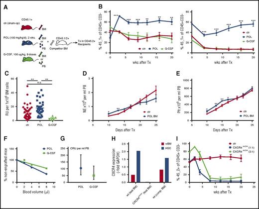 Figure 3. Properties of expanded HSPCs. (A) Schematic presentation of competitive transplantation analysis of HSPCs from POL5551 in comparison with G-CSF treated or sham-operated (sham-op) mice. (B-C) Competitive repopulation with differentially treated BM cells. (B) Test BM (n = 3 donor mice; 5 × 105 cells per recipient; CD45.1+) from control mice (sham-op) or mice treated with G-CSF (100 μg/kg per dose, 9 doses every 12 hours) or POL5551 (100 mg/kg per day for 2 weeks via pump) was mixed with competitor BM (n = 4 donor mice; 5 × 105 cells per recipient; CD45.1/2+) and transplanted into lethally irradiated recipients (CD45.2+). PB chimerism analysis of the primary recipients (left) was performed at the indicated time points after transplantation. The percentage of CD45.1+ cells within the graft-derived (ie, CD45.1+ or CD45.1/2+) CD45+CD3– population is shown (data are from 1 of 7 independently performed experiments and represent the mean ± SEM of 5 mice per cohort). At 20 weeks after primary transplantation, BM of the recipients was harvested, pooled, and injected into lethally irradiated secondary (CD45.2+) recipients (2.5 × 106 cells per recipient). Right panel shows PB chimerism measurement in secondary recipients (data represent the mean ± SEM of 5 mice per cohort). (C) The frequency of repopulating units in different test BM suspensions was calculated on the basis of the contribution within the B-cell lymphoid and myeloid (non–T-cell) fraction 16-20 weeks after primary transplant. Data from 7 independently performed transplant experiments (including those presented in Figure 5H) are shown for the control and POL5551-treated BM recipients (mean ± SEM of 34-41 mice per cohort for control and POL treated BM recipients; mean ± SEM of 5 mice in G-CSF BM recipient group). (D-E) Kinetics of noncompetitive engraftment. BM from POL5551 (100 mg/kg per day for 2 weeks of continuous infusion) or sham-op–treated C57BL/6 mice (CD45.2+; 4 donor mice per group) was transplanted noncompetitively into lethally irradiated recipients (CD45.1+; 1 × 106 cells per recipient). Hematopoietic reconstitution was assessed by serial blood count analysis. (D) Neutrophil (NE) and (E) platelet (Plt) counts are shown (data represent the mean ± SEM of 5 recipients per group). (F-G) Competitive repopulating unit (CRU) assay: Small volumes (2, 4, or 8 μL) of POL5551 (100 mg/kg per day for 2 weeks of continuous infusion; pooled from 4 donor mice) or G-CSF (100 μg/kg per dose, 9 doses every 12 hours; pooled from 4 donor mice) mobilized blood (CD45.1+) were cotransplanted with 2.5 × 105 competitor BM cells (CD45.1/2+) into lethally irradiated recipients (CD45.2+; 8-9 mice per dose per mobilizing agent). At 12 weeks after transplantation, CRU engraftment (≥0.5% engraftment in all lineages) was quantified. (F) Percentages of nonengrafted mice were plotted against blood graft volume. Data are represented by f(x) = –5.13+ 103.06 (R2 = 0.91) for G-CSF and f(x) = –7.97x+100.83 for POL5551 (R2 = 0.99). (G) Competitive repopulating unit frequency was determined by using Poisson’s statistic (LCALC software, Stem Cell Technologies) (mean ± upper or lower frequency). (H-I) Genetic blockade of CXCR4 signaling. CXCR4del/del and wild-type (wt) control mice (test BM donors) were generated by injecting tamoxifen (2 sets of 3 consecutive doses) into CXCR4flox/floxERT2Cre+ and CXCR4wt/wtERT2Cre+ mice (both CD45.2+), respectively. (H) CXCR4 expression was quantified via real-time polymerase chain reaction in unfractionated BM (wBM) and sorted HSCs (LSKCD135–CD34–) from test as well as CD45.1/2+ competitor (comp.) BM donors. (I) Two groups of recipients (CD45.1+) received a graft consisting of 5 × 105 test (control or CXCR4del/del; pooled from 3 donor mice each) and competitor BM cells. The 3:1 group (CD45.1+) received a graft composed of 7.5 × 105 CXCR4del/del and 2.5 × 105 competitor cells. Shown is the CD45.2+ percentage within the graft-derived (ie, CD45.2+ or CD45.1/2+) CD45+CD3– population (data represent the mean ± SEM of 3-4 mice per cohort). ***P < .001; **P < .01; *P < .05. GAPDH, glyceraldehyde-3-phosphate dehydrogenase; RU, relative unit; Tx, treatment.