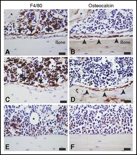 Figure 6. Effects of mobilization and expansion on the BM niche. Representative images of immunohistochemistry staining for F4/80 (brown, left column) and osteocalcin (brown, right column) in serial sagittal cross-sections of the hind limb from C57BL/6 mice treated with (A-B) saline, (C-D) continuous infusion of POL5551 (100 mg/kg per day for 14 days), and (E-F) G-CSF (100 μg/kg per dose, 9 doses every 12 hours) (n = 4). All sections were counterstained with hematoxylin (blue). All images are representative of the endosteal region within the tibial metaphyseal zone. Asterisk in each serial section pair indicates trackable tissue landmarks. (A-D) In saline- and POL5551-treated mice, (B,D, arrowheads) osteocalcin-expressing osteoblasts and (A,C, arrows) F4/80-expressing macrophages can easily be discerned, and they illustrate the F4/80+ osteomac canopy structure associated with the osteoblasts. (E-F) In G-CSF–treated mice, few F4/80+ macrophages are evident, including dramatic loss of (E) osteomac canopy and (F) osteocalcin+ osteoblast-covered bone surface. Original magnification ×60. Scale bars represent 20 μm.