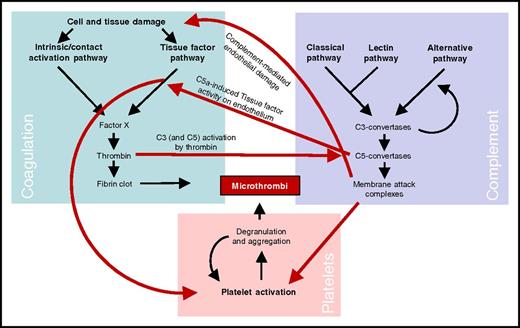 Figure 3. Schematic presentation of the main links between the complement and coagulation systems and platelets in formation of microthrombi in aHUS. Complement activation leads to release of the C5a peptide, inducing tissue factor activity on endothelial cells leading to a procoagulative state of the endothelium. Activation of the coagulation cascade leads to generation of active thrombin that is able to cleave not only fibrinogen but also complement C5, which thereby enables coagulation-enhanced complement activation. Formation of membrane attack complexes on endothelial cells and platelets can cause endothelial cell damage and platelet activation. Finally, activation of the coagulation system leads to platelet activation via various mechanisms. Together, the coagulation system and platelet activation/aggregation lead to formation of microthrombi. The importance of complement in this process in aHUS is clearly demonstrated by rapid inhibition of microvascular thrombosis by therapeutic complement inhibition.