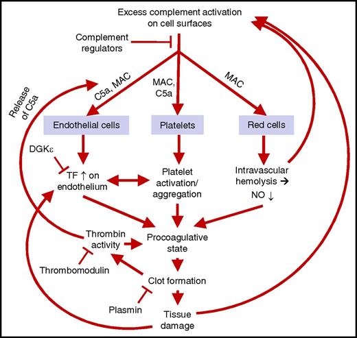 Figure 4. A model of the parallel pathogenic processes in HUS. Excess complement activation on endothelial cell, platelet, and red cell surfaces leads to C5a release and membrane attack complex (MAC) formation. This leads to enhanced tissue factor (TF) activity on the endothelium, activation and aggregation of platelets, and release of hemoglobin and reduction of nitric oxide (NO) in plasma. These phenomena lead to a procoagulative state, coagulation, and thrombosis-mediated tissue damage. There are several feedback loops in this process. These loops can be seen as a cycle that may be initiated at several points and where several phenomena may take place in parallel. This may explain why STEC-HUS, secondary HUS, and aHUS share clinical features although the processes start in various ways. DGKε, diacylglycerol kinase ε.