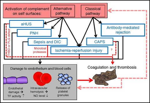 Figure 5. Schematic model of the role of complement activation, cell damage, and thrombosis in various severe diseases or conditions with major thrombotic problems. Activation of complement can occur via the alternative pathway (in the absence of antibodies) or the classical pathway (in the presence of target-bound antibodies). In each of the indicated diseases or conditions, endothelium, red cells, or platelets are damaged. This may contribute to coagulation and thrombosis, and direct procoagulative effects may also participate (red arrows). Thrombosis can lead to further tissue damage and increasing complement activation. The process can enhance itself via positive feedback loops and form a vicious cycle. Although complement is involved in each of these diseases, its impact needs to be clarified in clinical studies. CAPS, catastrophic antiphospholipid syndrome, DIC, disseminated intravascular coagulation; PLG, plasminogen; THBD, thrombomodulin.