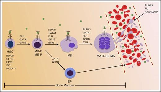 Figure 1. Schematic representation of hematopoietic TFs involved in normal platelet genesis. RUNX1, GFI1B, ETV6, EVI1, and HOXA11 are expressed in HSCs. As denoted above black arrows, various hematopoietic TFs, in combination with TPO stimulation, function to promote HSC differentiation, MK lineage commitment and maturation, and proplatelet formation and platelet release. Proplatelet formation and platelet release are also driven by RUNX1 and FLI1 silencing of ANKRD26. TPO is shown by green dots. EP, erythroid progenitor; ETS, E-twenty-six; ETV6, ETS variant 6; EVI1, ecotropic viral integration site 1; FLI1, Fli-1 proto-oncogene, ETS transcription factor; GATA1, GATA-binding protein 1; GF1IB, growth factor independent 1B transcriptional repressor; HOXA11, homeobox A11; ME-P, MK-erythroid progenitor; MK-P, MK progenitor; P, phosphorylated; RUNX1, runt-related transcription factor 1.