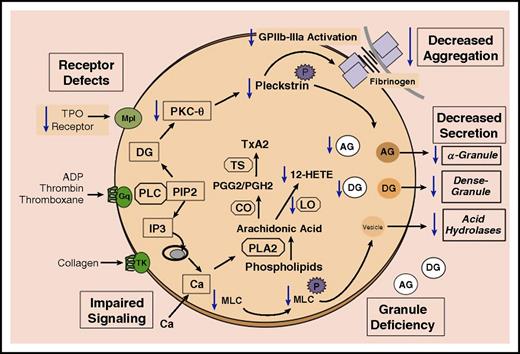 Figure 2. Schematic representation of selected platelet responses to activation and platelet function abnormalities associated with RUNX1 mutations. Platelet receptor activation results in the formation of intracellular mediators that regulate the end responses, such as aggregation and secretion from AGs and DGs, and from vesicles bearing acid hydrolases. Receptor activation leads to hydrolysis of PIP2 by phospholipase C to form diacylglycerol, which activates protein kinase C, and IP3, which mediates the rise in cytoplasmic Ca2+ levels. Protein kinase C phosphorylates numerous proteins including pleckstrin. The increase in Ca2+ levels leads to other responses, such as activation of MYC kinase to phosphorylate MLC and activation of PLA2, which mediates the release of free arachidonic acid from phospholipids. Arachidonic acid is converted by CO and TS to thromboxane A2. Numerous defects in platelet function have been described in platelets with RUNX1 haplodeficiency. These are shown with downward arrows (blue). Included below in this legend in parenthesis are some of the relevant genes that are RUNX1 targets and downregulated in RUNX1 haplodeficiency. The abnormalities include reduction in the surface receptors for TPO (MPL); defects in signaling mechanisms, including impaired pleckstrin and MLC phosphorylation, and decreased PRKCQ and MLC (MYL9); decreased ALOX12 and 12-HETE production; impaired activation of GPIIb-IIIa and aggregation on platelet activation; DG (PLDN) and AG (PF4) deficiency; and impaired secretion of AG and DG contents and from vesicles containing acid hydrolases. Other genes shown to be downregulated and not shown in the figure include PCTP and NFE2. 12-HETE, 12-hydroxyeicosatetraenoic acid; ADP, adenosine 5′-diphosphate; CO, cyclooxygenase; IP3, inositoltrisphosphate; LO, lipoxygenase; PLA2, phospholipase A2; PGG2, prostaglandin G2; PGH2, prostaglandin H2; PIP2, phosphatidylinositol bisphosphate; PLC, phospholipase C; TS, thromboxane synthase; TxA2, thromboxane A2.
