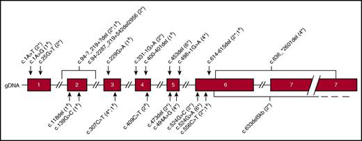Figure 2. Genomic map of AK2 isoform B with mutations identified in 29 patients. GenBank reference sequence NM_013411.4 for AK2 complementary DNA, isoform B. The numbers in brackets indicate the frequency of the mutations and whether they were identified as part of a homozygous mutation (*) or a compound heterozygous mutation (#).