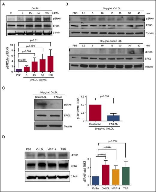 Figure 2. OxLDL induces activation of redox sensor ERK5 in a CD36-dependent manner. Platelet ERK5 activation was detected in washed human platelets (3 × 108/mL) (A) after stimulation with varying doses of oxLDL for 15 minutes, (B) after the time course stimulation with oxLDL (top) or native LDL (bottom) (50 µg/mL), (C) after the treatment with CD36 blocking antibody FA6 or control IgG antibody (1 µg/mL) (n = 3), and (D) after stimulation with other CD36 ligands, the prothrombotic S100A protein family member MRP14 (1 µg/mL), and TSR (0.35 µg/mL) (n > 4). Significance was determined by 2-tailed Student t test (C) and 1-way ANOVA with Dunnett post hoc analysis (A,D). Data represented as mean ± SEM.