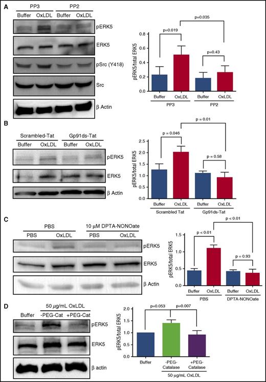 Figure 3. Src kinase, NOX, and O2•−/H2O2 are important for platelet ERK5 activation by oxLDL-CD36 signaling. ERK5 activation by 15-minute stimulation with oxLDL was detected in human washed platelets (3 × 108/mL) after the pretreatment of (A) control Src inhibitor PP3 and Src inhibitor PP2 (10 µM) (n = 4), (B) NOX peptide inhibitor gp91ds-Tat or control scrambled-Tat (2 µM) (n = 3), (C) nitric oxide donor DPTA-NONOate (10 µM) to scavenge O2•− (n = 3), and (D) PEG-catalase (1000 U/mL) (n = 5). Data represented as mean ± SEM. P value determined by 1-way ANOVA with Tukey post hoc analysis.