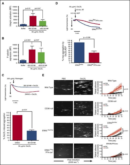 Figure 4. Platelet ERK5 promotes integrin activation, aggregation, and accumulation under shear by oxLDL-CD36 signaling. Washed human platelets (3 × 108/mL) were pretreated with DMSO or BIX 02188 (10 µM) before stimulation with oxLDL (50 µg/mL). Integrin activation was detected with Alexa Fluor 647-labeled fibrinogen (15 µg/mL) (n = 7) (A), and α granule secretion was detected by PE-labeled P-selectin antibody (n = 7) (B) using flow cytometry. (C) Platelet aggregation over time was measured after washed human platelets (3 × 108/mL) were preincubated with DMSO or BIX 02188 (10 µM) before stimulating with oxLDL (50 µg/mL) (n = 3). (D) Platelet aggregation was measured after gel-filtered mouse platelets (3 × 108/mL) were pretreated with oxLDL (50 µg/mL) at room temperature (RT), before stimulating with 0.2 µM ADP (n = 3). (E) Platelet adhesion over time on immobilized collagen was measured after whole blood from WT C57Bl/6 (n = 5), CD36 null (n = 5), ERK5flox/flox (n = 6), and ERK5flox/PF4-cre+ (n = 6) mice were stimulated with PBS or oxLDL (50 µg/mL). Data represented as mean ± SEM. P value determined by 2-tailed Student t test (C-D) and 1-way ANOVA with Tukey’s post hoc analysis (A-B), between WT and CD36-null (E), and between ERK5flox/flox and ERK5flox/PF4-cre+ (E).
