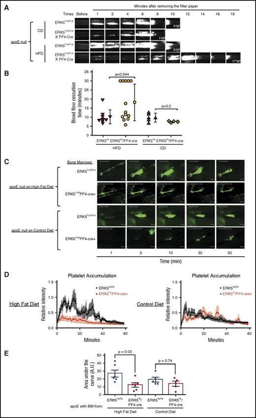 Figure 5. ERK5 deficiency in platelets decreases platelet accumulation in hyperlipidemic and oxidant stress conditions. Bone marrow from ERK5flox/flox or ERK5flox/PF4-cre+ mice was transplanted to 8- to 12-week-old apoE null recipient mice. Recipient mice were fed a Western HFD or CD for 5 weeks before performing in vivo thrombosis experiments. (A) Representative video images of carotid artery thrombi formation after 7.5% FeCl3 treatment. Platelets were labeled by direct jugular vein injection of rhodamine 6G (0.5 mg/mL, 100 μL) and arteries were observed in real time using fluorescent intravital microscopy. The last image in each row indicates time to flow cessation. (B) Accumulating data showing blood flow cessation time. CD, chow diet; HFD, high-fat diet. (C) Representative video images of platelet accumulation in collagen-mediated thrombosis. (D-E) Quantification of platelet accumulation. For FeCl3-mediated thrombosis experiments, P value was determined by Mann-Whitney rank sum test. For collagen-mediated thrombosis experiments, P value was determined by 2-way ANOVA with Tukey post hoc analysis. Data represented as mean ± SEM.