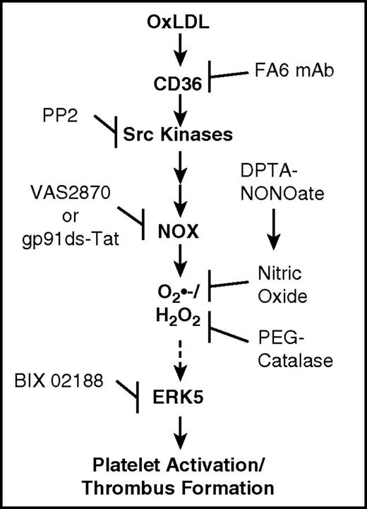 Figure 6. Model for redox-regulated platelet CD36 prothrombotic signaling. Recognition of oxLDL by platelet CD36 induces a signaling pathway that involves the activation of Src family kinases, NOX, and accumulation of O2•− and H2O2. Generation of these ROS lead to the activation of redox sensitive MAPK ERK5 through a mechanism that is not yet clear. ERK5 activation promotes platelet integrin activation, aggregation, and thrombus formation in conditions of hyperlipidemia and oxidant stress.