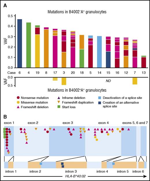 Figure 2. Somatic mutations of HLA-B*40:02 in 15 patients with AA. (A) The kinds and VAFs of somatic mutation in individual patients identified in B4002−A+ (upper graph) and B4002+A+ (lower graph) granulocytes are shown. The kinds of mutations are designated in different colors. (B) The positions of all somatic mutations in the HLA-B*40:02 region are shown. The color and shape of each symbol correspond to those of panel A.