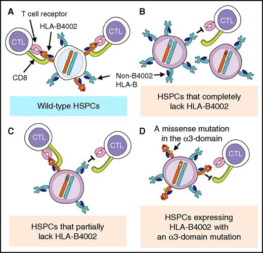 Figure 5. Deduced mechanisms responsible for the escape of HSPCs from cytotoxic T cells specific for autoantigens presented by HLA-B4002. Normal HSPCs are killed by CTLs that recognize autoantigens presented by HLA-B4002 (A), but HSPCs that have undergone various mutations of HLA-B4002 escape this CTL attack in different ways, such as via the complete loss of HLA-B4002 expression due to 6pLOH, nonsense and frameshift mutations, or deactivation of splice sites (B), partial loss of HLA-B4002 protein due to alternative splice site formation (C), and failure of CD8+ T-cell binding to the α-3 domain of HLA-B4002 (D).