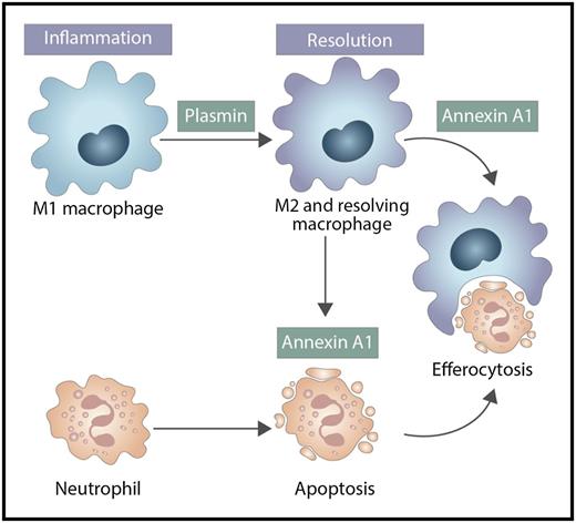 M1 macrophages repolarize by plasmin to M2 and proresolving macrophages to produce annexin A1 and increase neutrophil apoptosis and efferocytosis, enhancing resolution of inflammation. Professional illustration by Somersault18:24.