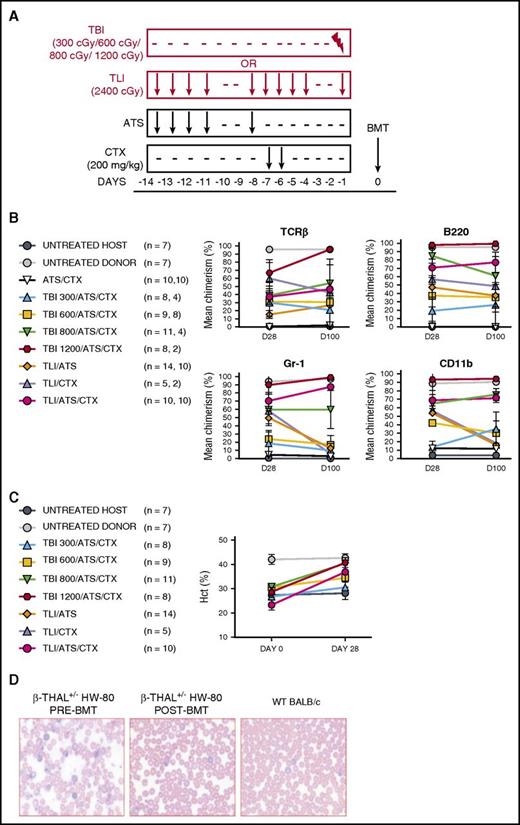 Figure 2. Host-versus-graft immune tolerance and disease correction following TLI/ATS/CTX compared with other conditioning before MHC-mismatched allogeneic BMT for β-thal. (A) Experimental design for comparison of nonmyeloablative TLI/ATS, ATS/CTX, and nonmyeloablative and myeloablative TBI/ATS/CTX conditioning in β-thal+/− HW-80 recipients. BMT = 50 × 106 bone marrow + 60 × 106 spleen cells from WT BALB/c (H-2d) donors. (B) Mean ± SEM donor chimerism (%) at D28 and D100 by FACS analysis of gated live lymphoid lineage (B220+, TCRαβ+) cells (top) and myeloid lineage (Gr-1/Ly6+, CD11b/Mac-1+) cells (bottom) in peripheral blood of β-thal+/− HW-80 recipients of WT BALB/c BMT. Data are cumulative (n = 28 total experiments). N values are the number of recipients analyzed at D28 (first value) and D100 (second value), respectively, based upon cumulative survival of recipients at each time point. (C) Mean ± SEM peripheral blood hematocrit (%) at days 0 pre-BMT and 28 post-BMT in β-thal+/− HW-80 recipients in panel B. N represents the total number of starting mice in each group at day 0. (D) Representative photomicrograph of Giemsa-stained β-thal+/− HW-80 recipient peripheral blood film before BMT (left) and at D28 following TLI/ATS/CTX conditioning and BMT (middle) from its WT BALB/c donor (right).