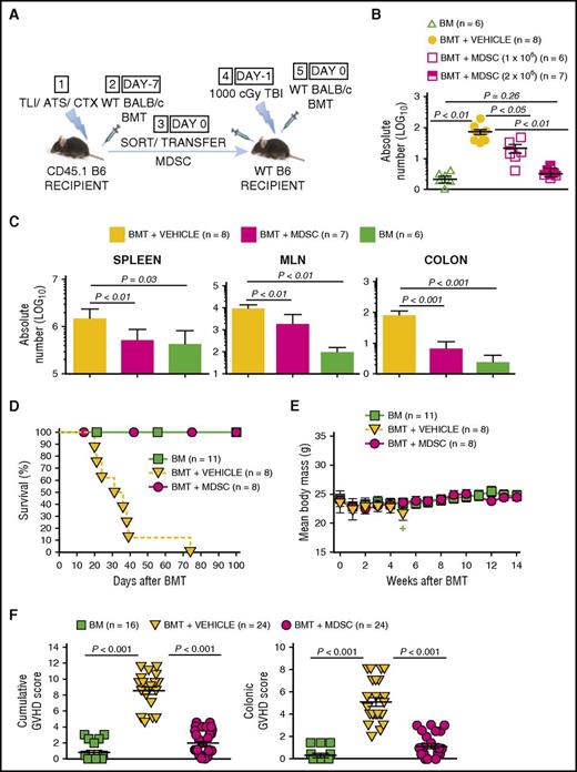 Figure 5. Adoptively transferred MDSCs derived from TLI/ATS/CTX-conditioned recipients prevent MHC-mismatched lethal GVHD. (A) Protocol for MDSC adoptive transfer studies: (1) CD45.1 congenic B6 mice received TLI/ATS/CTX followed by (2) WT BALB/c BMT. At 7 days following BMT, H-2Kd-negB220negCD11b+Gr-1highCD11cneg MDSCs were sorted from spleens of recipients in (2) and infused IV (3) into adoptive WT (CD45.2) B6 recipients of 1000 cGy TBI (4), followed by (5) WT BALB/c BMT. Adoptive hosts were either euthanized at day 7 for FACS analysis and histopathologic assessment of key GVHD target organs, or monitored for 100 days for survival and signs of GVHD. BMT at day −7 = 50 × 106 bone marrow cells + 60 × 106 spleen cells from BALB/c donors; BMT at day 0 = 10 × 106 bone marrow cells + 10 × 106 spleen cells from BALB/c donors. (B) Mean ± SEM absolute number (log 10) H-2Kd+TCRαβ+CD8+ donor GVHD effector cells in colons of adoptive hosts receiving BM alone (negative control), BMT + PBS vehicle (positive control), or BMT + 1 × 106 or 2 × 106 sorted recipient MDSCs. Data are cumulative (n = 3 experiments). (C) Mean ± SEM absolute number (log 10) H-2Kd+TCRαβ+CD8+ donor GVHD effector cells in spleens (left), MLN (middle), and colon (right) at day 7 post-BMT in adoptive hosts administered BMT + PBS vehicle, BMT + 2 × 106 sorted MDSCs, or BM alone. Data represent n = 3 experiments. (D) Kaplan-Meier cumulative survival (%) of adoptive hosts shown in panel A. Data are from n = 4 representative experiments. (E) Mean ± SEM body mass (g) of mice in panel D. Data are from n = 4 representative experiments. Plus sign indicates time point at which 3 or fewer survivors remain in the specified treatment group. (F) Mean ± SEM cumulative GVHD scores (left) and colon GVHD scores (right) of experimental groups shown in panel D. Data are cumulative (n = 8 experiments).