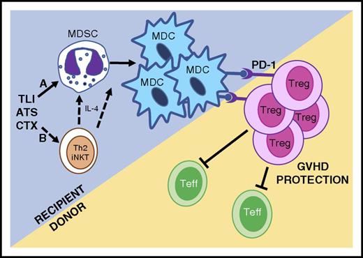 Figure 7. Proposed mechanisms of allogeneic tolerance induction after TLI/ATS/CTX-based conditioning and MHC-mismatched BMT. (Mechanism A) TLI/ATS/CTX conditioning is nonmyeloablative, allowing the maintenance and expansion of key recipient myeloid regulatory subsets, including MDSCs. MDSCs convert to regulatory PD-ligand expressing MDCs in the context of MHC-mismatched BMT, facilitating PD-1–dependent in vivo expansion of donor Treg. Donor Treg regulate donor Teffector (Teff) cell expansion and GVHD. (Mechanism B) Based upon robust data in TLI/ATS models,15,17 we postulate that TLI/ATS/CTX may facilitate Th2 polarized iNKT-derived IL-4 secretion, which further drives recipient MDSC generation and/or conversion of MDSC to MDC in the setting of MHC-mismatched BMT. Mechanisms in B are currently being investigated using iNKT-deficient and STAT6-deficient models.