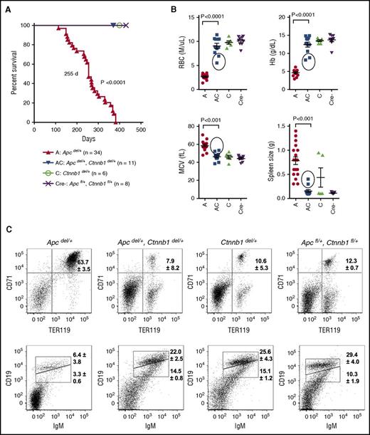 Figure 1. Loss of 1 copy of Ctnnb1 is sufficient to prevent fatal macrocytic anemia in Apcdel/+ mice. (A) Kaplan-Meier survival curves for Apcdel/+ (A; n = 34), Apcdel/+, Ctnnb1del/+ (AC; n = 11), Ctnnb1del/+ (C; n = 6), and Apcfl/+, Ctnnb1fl/+ (Cre−; n = 8) control mice. The median survival of Apcdel/+ mice was 255 days (previously published by Stoddart et al20); thus, the A and AC mice were not littermates in this figure. All other mouse cohorts, monitored monthly for the development of macrocytic anemia, survived until the end of the study (∼400 days) (B) RBC parameters from complete blood counts (CBCs) and spleen size. CBCs and spleen size for Apcdel/+ mice were measured at the time of sacrifice, and for the other 3 cohorts were measured at the end of the study (∼400 days). Circles represent 2 Apcdel/+, Ctnnb1del/+ mice that displayed moderate anemia and splenomegaly at the end of the study, suggestive of the onset of MDS. (C) Representative flow cytometric analysis of erythroid (CD71+Ter119+) and B cells (CD19+IgM+) in spleen isolated from mice for each cohort. Shown is the average percentage of CD71+Ter119+ erythroblasts and CD19loIgM+ (immature) and CD19hiIgM+ (mature) B cells from at least 3 mice from each cohort. In contrast to Apcdel/+ mice, 9 of 11 Apcdel/+, Ctnnb1del/+ mice (82%) had a normal distribution of erythroid cells and B cells in the spleen, similar to controls. Analysis of the 2 exceptional Apcdel/+, Ctnnb1del/+ mice with splenomegaly and moderate anemia is shown in supplemental Table 2. MCV, mean corpuscular volume.