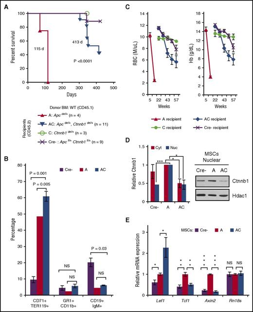 Figure 3. Loss of 1 copy of Ctnnb1 in an Apc-haploinsufficient microenvironment prevents or delays the development of MDS by 8 to 10 months. (A) Kaplan-Meier survival curves for Apcdel/+ (A; n = 4), Apcdel/+, Ctnnb1del/+ (AC; n = 11), Ctnnb1del/+ (C; n = 3), and Apcfl/+, Ctnnb1fl/+ (Cre−; n = 9) recipient mice. Median survival of Apcdel/+ and Apcdel/+, Ctnnb1del/+ recipient mice was significantly different (115 vs 413 days; P < .0001). All control mice (C and Cre−) survived until the end of the study, with the exception of 1 Apcfl/+, Ctnnb1fl/+ recipient that died at 343 days, likely due to a hemorrhagic renal cyst. (B) Percentage of CD71+Ter119+ erythroid cells, Gr1+CD11b+ myeloid cells, and CD19+IgM+ B cells in spleen isolated from Cre− (∼400 days), A (70-115 days), and AC (303-413 days) recipients that eventually displayed a fatal anemia. At sacrifice, the AC cell populations were more similar to A than Cre− recipients. (C) RBC and Hb counts in all 4 cohorts over time. The development of anemia is delayed in AC recipients after 35 weeks (a point in time when all A recipients have already been sacrificed due to severe anemia). In Cre− control recipients, 2 mice developed moderate anemia at 57 weeks. However, 1 mouse had an apparent colorectal tumor, and the other had a hemorrhagic renal cyst; neither had developed MDS. (D) MSCs were isolated from Cre− (control), A, and AC littermates 2 months posttreatment with pIpC to induce Cre-mediated deletion, and before development of disease. Following in vitro Wnt3a stimulation for 6 hours, nuclear and cytoplasmic fractions were isolated and immunoblotted with Ctnnb1, β-actin (cytoplasmic), and Hdac1 (nuclear) antibodies. Quantification of 3 independent experiments shows increased nuclear and cytoplasmic Ctnnb1 protein expression in Apcdel/+ MSCs that is reduced by ∼50% upon haploinsufficient loss of Ctnnb1. (E) RNA was isolated from Cre−, A, and AC MSCs (no Wnt3a stimulation), transcribed to complementary DNA (cDNA), and PCRs (run in triplicate) were quantified using Fast-SYBR Green. Gene expression was normalized to Gapdh and data are presented as mean ± standard error of the mean (SEM) of 3 independent experiments. ***P < .0001, **P < .001, *P < .05. NS, not significant.