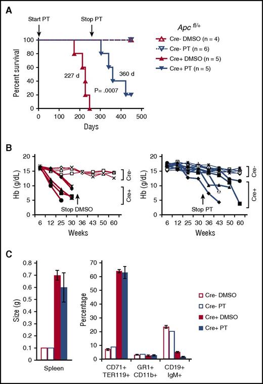 Figure 4. Pharmacological inhibition of WNT signaling using pyrvinium prevents the development of MDS in Apcdel/+ mice. (A) Mx1-Cre−Apcfl/+ (Cre−) or Mx1-Cre+Apcfl/+ (Cre+, also referred to as Apcdel/+) were injected IP for 300 days with 0.1 mg/kg PT or vehicle (DMSO) twice per week (beginning when Apc deletion was induced at 2 months of age). Kaplan-Meier survival curves of Cre− and Cre+ mice treated with PT or DMSO are shown. DMSO-treated Cre+ mice died with a median survival of 227 days. PT-treated Cre+ mice did not develop disease as long as PT was administered; however, they slowly developed a severe anemia after PT was withdrawn and survived for a median of 360 days (DMSO 227 days vs PT 360 days; P = .0007). Cre− mice, treated with PT or vehicle, survived until the end of the study indicating no major adverse effects from PT administration. (B) Hb counts from Cre− (open symbols) and Cre+ (solid black symbols) mice injected with DMSO (left) or PT (right) over time. Injections were stopped at 35 weeks, after all DMSO-treated Cre+ were sacrificed. None of the PT-treated Cre+ mice were anemic at 35 weeks (with the exception of mouse 8493, which was mildly anemic with a Hb of ∼10 g/dL). However, following cessation of PT treatment, anemia slowly developed at varying rates in all PT-treated Cre+ mice. (C) Spleen size and percentage of CD71+Ter119+ erythroid cells, Gr1+Cd11b+ myeloid cells, and CD19+IgM+ B cells in spleen isolated from DMSO-treated Cre− (450 days) or Cre+ (173-248 days) mice or PT-treated Cre− (450 days) or Cre+ (304-449 days) mice. After PT cessation, PT-treated Cre+ mice eventually developed splenomegaly with marked erythroid proliferation and effacement of B lymphoid cells, indicators of the MDS seen in the DMSO-treated Cre+ mice.