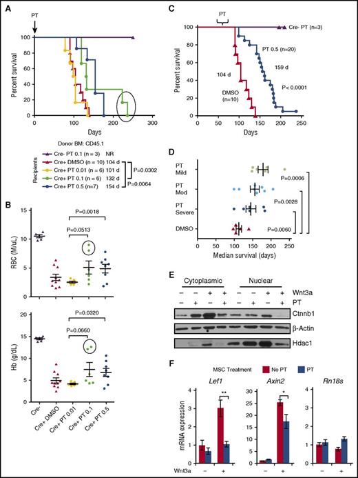 Figure 5. Pyrvinium modulation of WNT signaling is more effective before the onset of moderate-severe anemia. (A) Two-month-old Mx1-Cre−Apcfl/+ (Cre−) or Mx1-Cre+Apcfl/+ (Cre+, also referred to as Apcdel/+) recipients were treated with pIpC (to induce Apc deletion) and vehicle (DMSO) or PT 2 weeks before lethal irradiation and transplantation with WT (CD45.1) BM cells. Mice were injected twice per week with 0.01, 0.1, or 0.5 mg/kg PT or DMSO until sacrifice. Kaplan-Meier curves for overall survival show that mice treated with 0.1 mg/kg or 0.5 mg/kg PT survived about 1 to 2 months longer than vehicle-treated mice (P = .0302 and P = .0064, respectively). (B) RBC and Hb counts of DMSO and PT-treated mice at ∼100 days posttransplant (for some mice in the DMSO and 0.01 mg/kg PT groups, counts from <100 days were plotted since they died before 100 days). The RBC and Hb counts of 0.5 mg/kg PT-treated mice were higher than 0.01 mg/kg PT-treated mice, indicating the administration of 0.5 mg/kg PT delays development of anemia (P = .0018 and P = .0320). The 2 mice in the 0.1 mg/kg PT-treated group that survived beyond 200 days had noticeably higher RBC and Hb counts at 100 days (circled). (C) Cre+ recipients were treated with 0.5 mg/kg PT once they developed mild (Hb, 12-13.5 g/dL), moderate (Hb, 10-11.5 g/dL), or severe anemia (Hb, <10 g/dL). A Kaplan-Meier survival curve of all PT-treated mice indicates survival is extended by almost 2 months (DMSO vs PT: 104 days vs 159 days; P < .0001). (D) The average median survival of recipients from the mild, moderate, and severe anemia group vs the DMSO-treated control group is shown. A longer survival is achieved if treatment is started before the onset of severe anemia. (E) MSCs were isolated from Apcdel/+mice ∼2 months post-pIpC-induced deletion and before development of disease. MSCs were treated with or without 50 ng/mL Wnt3a ± 50 nM PT, as indicated, for 16 hours. A representative immunoblot of nuclear and cytoplasmic fractions immunoblotted with Ctnnb1, β-actin (cytoplasmic), and Hdac1 (nuclear) is shown. In 3 independent experiments, PT treatment decreased Wnt3a-mediated elevation of Ctnnb1 by 56% ± 11.5% (P = .04). (F) Apcdel/+ MSCs were stimulated in vitro ± 50 ng/mL Wnt3a ± 50 nM PT for 16 hours. RNA was isolated and transcribed to cDNA, and PCRs (run in triplicate) were quantified using Fast-SYBR Green. Gene expression was normalized to Gapdh and data are presented as mean ± SEM of 3 independent experiments. **P < .001, *P < .05. NR, not reached.