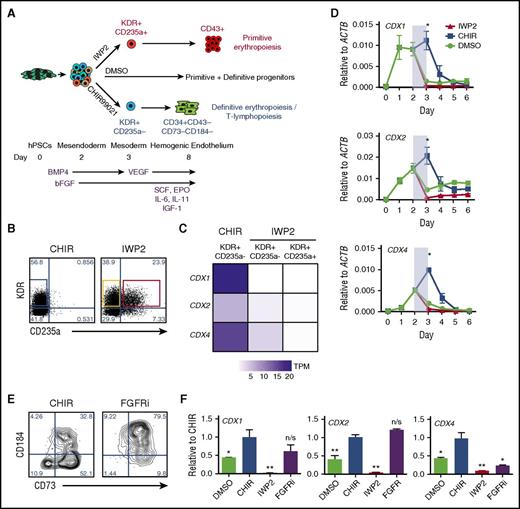 Figure 1. CDX4 is expressed at the onset of definitive hematopoietic progenitor specification within mesoderm. (A) Differentiation schematic and hematopoietic progenitor identification. hPSCs are differentiated using a serum-free, stroma-free approach, with stage-specific application of WNT signal manipulation. Inhibition of WNT signaling within mesendoderm with 3 μM IWP2 leads to the generation of KDR+CD235a+ mesodermal population, which gives rise to CD43+ primitive hematopoietic progenitors, whereas WNT activation with 3 μM CHIR99021 generates a KDR+CD235a− mesodermal population that gives rise to CD34+CD43−CD73−CD184− HE. No manipulation of WNT signaling leads to a heterogeneous population of primitive and definitive hematopoietic progenitors. (B) Representative cell-sorting strategy employed for RNA-seq analyses. Mesoderm harboring definitive (blue) or primitive (red) progenitors were isolated by FACS. (C) Heatmap of CDX gene expression within different mesodermal populations, as determined by RNA-seq. n = 4. (D) qRT-PCR analyses of CDX1 (top), CDX2 (middle), and CDX4 (bottom) expression during the first 6 days of differentiation as in panel A. Period of WNT manipulation is shaded in light blue. n ≥ 3 mean ± standard error of the mean (SEM). Student t test compared with DMSO control: *P < .05. (E) Representative flow cytometric analysis of CD73 and CD184 expression, gated on CD34+CD43− cells following either CHIR99021 (CHIR) treatment or CHIR + 1 μM PD173074 (FGFRi) treatment as in panel A. (F) qRT-PCR analyses of CDX1 (left), CDX2 (middle), and CDX4 (right) expression on day 3 of differentiation, following treatment with either vehicle (DMSO), CHIR99021 (CHIR), IWP2, or PD173074 (FGFRi) as in panel A. Normalized to CHIR treatment. n = 3 mean ± SEM. Student t test compared with CHIR treatment: *P < .05; **P < .01. BMP4, bone morphogenetic protein 4; DMSO, dimethylsulfoxide; EPO, erythropoietin; IGF-1, insulin-like growth factor 1; IL-6, interleukin-6; qRT-PCR, quantitative reverse transcription polymerase chain reaction; RNA-seq, RNA sequencing; SCF, stem cell factor; TPM, transcripts per million; VEGF, vascular endothelial growth factor.