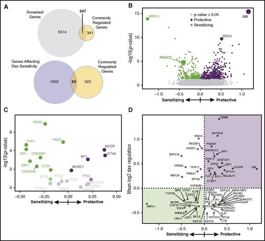 Figure 2. Next-generation shRNA screen identifies sources of sensitivity and resistance to dex in B-ALL. (A) Venn diagrams showing that 247 of the CRGs are covered by the screen, 63 of which affect dex sensitivity. (B) Volcano plot of the effect of shRNA gene knockdown on dex sensitivity. Each point is a gene with the log significance on the y-axis, with relative effect (phenotype) on dex-induced cell death on the x-axis. GR is the most protective when knocked down, and knockdown of PIK3CD makes NALM-6 cell more sensitive. Top hits (Mann-Whitney, P ≤ .05) are green: sensitizing; purple: protective; gray: P > .05. (C) Zoom of volcano plot showing genes commonly mutated in treatment resistant or relapsed patients with B-ALL have an effect on dex sensitivity when knocked down (supplemental Table 1). (D) Identification of effector genes from among the CRGs. Plot of dex sensitivity phenotype when knocked down (x-axis) vs the average change in expression in response to dex (y-axis) for genes that are significantly regulated by dex and are top hits in the screen. Genes validated as effectors of dex-induced cell death are either: (1) downregulated by dex and cause sensitivity when knocked down (green shaded) or (2) upregulated by dex and are protective when knocked down (purple shaded). Genes involved in B-cell development or previously identified as effectors are in bold.