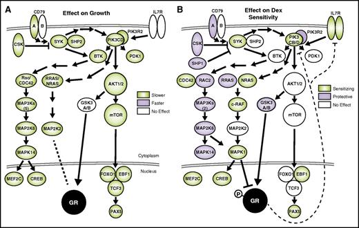 Figure 3. Suppression of BCR signaling is detrimental to growth and sensitizes B-ALL to dex. The effects of gene knockdown on growth (A) and dex sensitivity (B) are overlaid on components of the BCR pathway. Genes are present when included in the screen, and shaded when the effect of knockdown is significant (Mann-Whitney, P ≤ .05). Dashed lines indicate repression of PIK3CD and IL7R expression by dex (diagrams based on Ingenuity pathways, and other literature25,26).