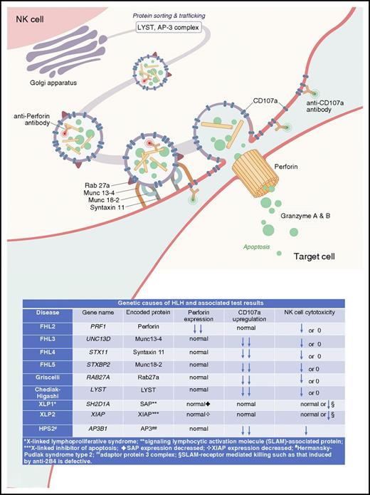 Function of HLH-associated proteins in NK cell cytotoxicity. LYST (function not fully understood) and AP-3 participate in protein trafficking and sorting from the Golgi apparatus to secretory lysosomes and cytolytic vesicles. Rab27a aids in vesicle trafficking and docking at the cell membrane. Munc13-4, Munc18-2, and Syntaxin 11 enable release of granule contents by priming (Munc13-4) and facilitating fusion (Munc18-2, Syntaxin 11) of the vesicle membrane with the plasma membrane. Perforin then forms a porelike structure on the membrane of the target cell, through which granzymes pass to mediate target cell death. CD107a is found within the membrane of cytolytic vesicles, and its expression increases on the surface of the NK cell as a consequence of cytolytic granule release. Flow cytometric assays to measure perforin and CD107a expression use fluorescently conjugated antibodies to quantify the amount of perforin within cytolytic vesicles (here shown by antibodies marked with a red signal) and the levels of CD107a (antibodies with green signal) on the surface of the NK cell after stimulation. Expected results for perforin expression, CD107a upregulation, and NK cell cytotoxicity in patients with primary HLH or other HLH-associated disorders are as shown. Figure prepared with assistance from Joshua Stokes from Biomedical Communications at St Jude Children’s Research Hospital and Patrick Lane from ScEYEnce Studios.