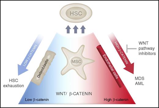 HSC interactions with the niche are regulated by Wnt–β-catenin signaling. Expression of a Wnt antagonist from BM osteoblasts leads to HSC exhaustion,10 whereas activation of β-catenin within niche cells (MSCs and possibly osteoblasts or endothelial cells) induces the transformation to MDS or AML. Inhibitors of Wnt–β-catenin signaling may prevent the development of anemia and prolong survival in MDS. Illustration by Madeleine Flynn, QIMR Berghofer Medical Research Institute.