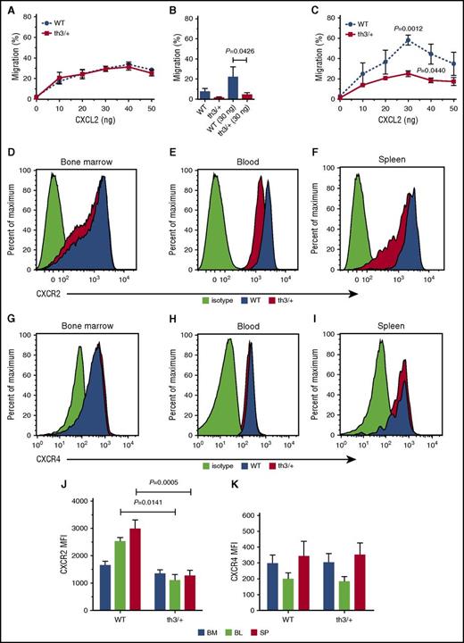 Figure 1. Hbbth3/+ neutrophils display reduced chemotaxis. Transwell migration assays were used to assess neutrophil chemotaxis. Percentage of neutrophils (CD49bnegCD11b+Ly6GhighLy6Clow) migrating toward each indicated concentration of CXCL2 is shown for (A) BM, (B) blood, and (C) spleen. Representative histograms of fluorescence intensity of BM, blood, and spleen neutrophils (CD49b−CD11b+Ly6GhighLy6Clow) following antibody staining for (D-F) CXCR2 and (G-I) CXCR4. Representative histogram for isotype control antibody staining is shown in yellow; WT cells in blue, and Hbbth3/+ cells in red. Mean median fluorescence intensity (MFI) values in BM, blood (BL), and spleen (SP) neutrophils in WT and Hbbth3/+ mice following antibody staining for (J) CXCR2 and (K) CXCR4. Data are presented as mean ± SEM, n ≥ 3 per mice group. Results representative of 3 independent experiments are shown. Statistical significance was evaluated with Student t test.