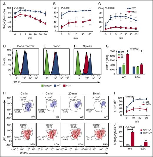 Figure 2. Neutrophils from Hbbth3/+ mice have reduced phagocytic activity. Whole cell populations from (A) BM, (B) blood, and (C) spleen were incubated with opsonized AF488-labeled S aureus. At indicated time points, the percentage of neutrophils (CD49bnegCD11b+Ly6Ghigh) that phagocytosed bacteria was determined by flow cytometry. Statistical significance between WT and Hbbth3/+ mice (A-C) was evaluated using 2-way analysis of variance (ANOVA). Representative expression of CD11b on Ly6Ghigh cells in (D) BM, (E) blood, and (F) spleen in naive animals. Dark shading corresponds to WT; red shading for Hbbth3/+, and yellow shading for isotype control staining. (G) Relative CD11b expression levels as determined by measuring MFI in Ly6Ghigh cells obtained from naive cells. (H) Alterations in surface expression of CD11b on CD11b+Ly6Ghigh splenic neutrophils derived at 0, 10, 20, and 30 minutes after S aureus stimulation. Neutrophils (CD11b+Ly6Ghi) were classified into 2 groups, based on CD11b expression (CD11blow and CD11bhigh). (I) Percentage of CD11bhigh neutrophils following S aureus stimulation. Statistical significance between WT and Hbbth3/+ mice was evaluated using 2-way ANOVA. (J) Comparison of S aureus phagocytosis between CD11blow and CD11bhigh neutrophils (Ly6Ghigh) following 30 minutes exposure to opsonized heat-killed S aureus. Values are presented as average means of 3 mice per group ± SEM. Results representative of 3 independent experiments are shown. The statistical significance between the groups was evaluated with Student t test.