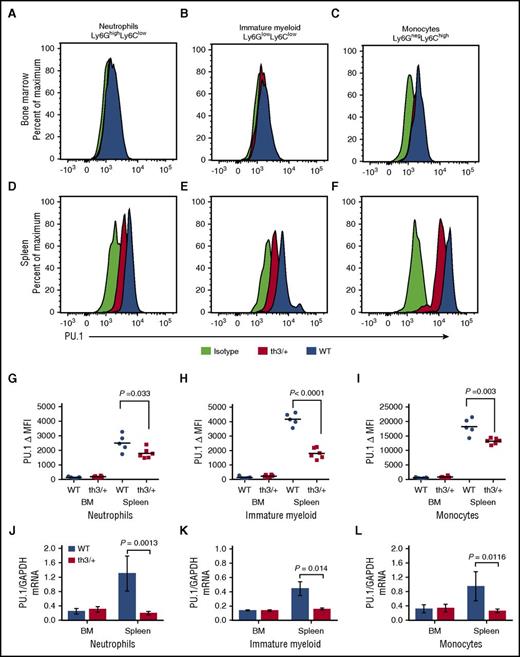 Figure 5. Analysis of PU.1 expression in the BM and spleen of WT and Hbbth3/+ mice. Representative histograms of fluorescence intensity of PU.1 expression in neutrophils (Ly6GhighLy6Clow), immature myeloid cells (Ly6GlowLy6Clow), and monocytes (Ly6GnegLy6Chigh) in (A-C) BM and (D-F) spleen from WT and Hbbth3/+ mice. Yellow shading represents isotype control; blue shading represents WT mice, and red shading represents Hbbth3/+ mice. PU.1 protein expression levels determined using flow cytometric analysis in (G) neutrophils (Ly6GhighLy6Clow), (H) immature myeloid cells (Ly6GlowLy6Clow), and (I) monocytes (Ly6GnegLy6Chigh) from the BM and spleen of WT and Hbbth3/+ mice. ΔMFIs were calculated by subtracting isotype MFIs from PU.1 MFIs. Symbols represent results from individual animals. Statistical significance between groups was determined using Student t test. RT-qPCR analysis of PU.1 mRNA expression levels relative to housekeeping gene GAPDH in sorted (J) neutrophils (Ly6GhighLy6Clow), (K) immature myeloid cells (Ly6GlowLy6Clow), and (L) monocytes (Ly6GnegLy6Chigh) from the BM and spleen of WT and Hbbth3/+ mice. Data are presented as mean ± SEM, n ≥ 5 per mice group. The statistical significance between the groups was evaluated with Student t test.