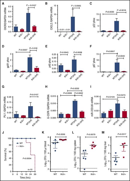 Figure 6. Reduced responses in Hbbth3/+ mice to in vivo infection with S pneumoniae. (A) CXCR2 and (B) CXCL2 mRNA levels in the spleen of WT and Hbbth3/+ mice, in S pneumoniae infected (inf) and naive mice. Expression of mRNA levels for NADPH membrane subunits (C) p22phox and (D) gp91phox and cytoplasmic subunits (E) p40phox and (F) p67phox in splenocytes derived from naive and S pneumoniae–infected WT and Hbbth3/+ mice. Expression of mRNA levels for (G) PU.1, (H) G-CSFR, and (I) microRNA miR-223 in spleen of naive and S pneumoniae–infected WT and Hbbth3/+ mice. The transcript levels were normalized to housekeeping genes GAPDH or U6 small nuclear RNA. Data are presented as mean ± SEM, n ≥ 3 per mice group. The statistical significance between the groups was evaluated with Student t test. (J) Kaplan-Meier survival curves of Hbbth3/+ mice and WT mice following IV infection with 2000 CFU S pneumoniae (n = 10 per mice group). Statistical significance between groups was evaluated using Mantel-Cox test. Bacterial load in (K) blood, (L) spleen, and (M) liver following S pneumoniae infection (n ≥ 4 per mice group). Symbols represent results from individual mice, showing the mean (horizontal bar) ± SEM for each group. Dotted line indicates detection limit. Statistical analyses of data were performed using Mann-Whitney U test.