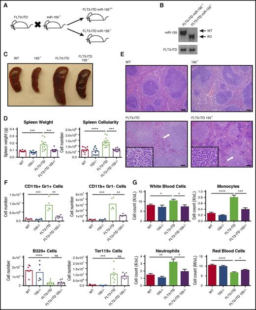 Figure 1. miR-155 promotes FLT3-ITD–mediated myeloid expansion in the spleen and blood. (A) Breeding strategy to create FLT3-ITD 155−/− mice. (B) PCR confirming the presence of FLT3-ITD and loss of miR-155. (C) Representative spleens for the different mouse groups. (D) Spleen size quantified by both weight and overall cellularity. (E) Hematoxylin and eosin staining of spleens from different mouse groups. Representative images are shown. White arrows denote areas of myeloproliferation. Full-sized images, original magnification ×100; inset, original magnification ×1000. Scale bar, 100 µm. (F) Total numbers of CD11b+ Gr1+ cells, CD11b+ Gr1– cells, B220+ cells, and Ter119+ cells in the spleen determined by flow cytometry. (G) Complete blood counts for various blood cells in different mouse groups. Data are representative of at least 3 independent experiments. Each point represents a sample from 1 mouse. Data represented as mean ± SEM. *P ≤ .05; **P ≤ .01; ***P ≤ .001; ****P ≤ .0001; ns, P > .05. KO, knockout.