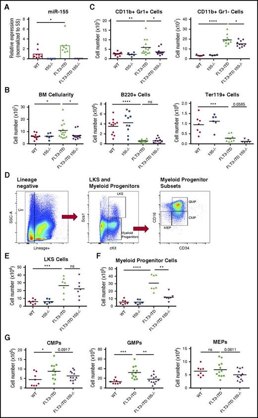 Figure 2. Expression of miR-155 in FLT3-ITD BM promotes expansion of myeloid progenitors. (A) Expression level of miR-155 in WT, 155−/−, FLT3-ITD, and FLT3-ITD 155−/− mice in total BM determined by qRT-PCR. Expression normalized to 5S ribosomal RNA. (B) Total BM cellularity in different mouse groups. (C) Total numbers of CD11b+ Gr1+ cells, CD11b+ Gr1– cells, B220+ cells, and Ter119+ cells in the BM of different mouse groups determined by flow cytometry. (D) Gating strategy for flow cytometric analysis of LKS and myeloid progenitor (Lin–, c-Kit+, Sca1–) populations. (E) Total number of LKS cells in BM determined by flow cytometry. (F) Total number of myeloid progenitor cells (Lin–, c-Kit+, Sca1–) in BM determined by flow cytometry. (G) Total common myeloid progenitor (CMP) (left), granulocyte-monocyte progenitor (middle), and megakaryocyte-erythrocyte progenitor (right) cells in BM determined by flow cytometry. Data are representative of at least 3 independent experiments. Each point represents a sample from 1 mouse. *P ≤ .05; **P ≤ .01; ***P ≤ .001; ****P ≤ .0001; ns, P > .05.