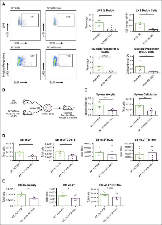 Figure 3. miR-155 promotes proliferation of the LKS and myeloid progenitor compartments and functions in a cell-intrinsic manner during FLT3-ITD–driven MPD. (A) Total BrdU+ staining of LKS and myeloid progenitor cells (Lin–, c-Kit+, Sca1–) in BM. Representative flow cytometric plots and percentages are shown. (B) Experimental strategy for producing WT:FLT3-ITD and WT:FLT3-ITD 155−/− BM chimeric mice. (C-D) Spleen analysis of WT:FLT3-ITD and WT:FLT3-ITD 155−/− BM chimeric mice at 3 months posttransplant. Total numbers of various cell populations determined by flow cytometry. (E) Analysis of BM from WT:FLT3-ITD and WT:FLT3-ITD 155−/− BM chimeric mice at 3 months posttransplant. Total numbers of various cell populations determined by flow cytometry. Data are representative of at least 2 independent experiments. Each point represents a sample from 1 mouse. *P ≤ .05; **P ≤ .01; ***P ≤ .001.
