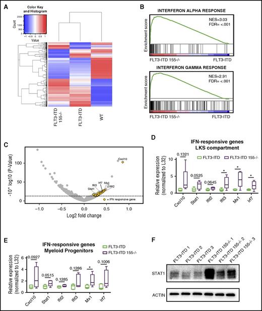 Figure 4. IFN signaling is increased in LKS and myeloid progenitor compartments of FLT3-ITD mice in the absence of miR-155. (A) Heat map showing gene expression differences in protein-coding genes identified by RNA sequencing of the LKS compartment of WT, FLT3-ITD, and FLT3-ITD 155−/− mice. (B) GSEA of LKS compartment RNA sequencing data identifies the IFN-α response and IFN-γ response as hallmark differences between FLT3-ITD and FLT3-ITD 155−/− mice. (C) Volcano plot showing LKS compartment gene expression changes in FLT3-ITD 155−/− vs FLT3-ITD mice. Dashed line represents a P value = .05. Yellow dots indicate IFN-α/γ–responsive genes as annotated by GSEA. (D-E) qRT-PCR analysis of representative IFN-responsive genes in the LKS or myeloid progenitor compartment of FLT3-ITD or FLT3-ITD 155−/− mice (n = 5 for each group). Expression normalized to L32, with the FLT3-ITD average set to a relative expression value of 1. (F) Western blot of STAT1 in LK-sorted BM of FLT3-ITD or FLT3-ITD 155−/− mice; replicates represent individual mice. ACTIN serves as the loading control. *P ≤ .05 FDR, false discovery rate; NES, normalized enrichment score.