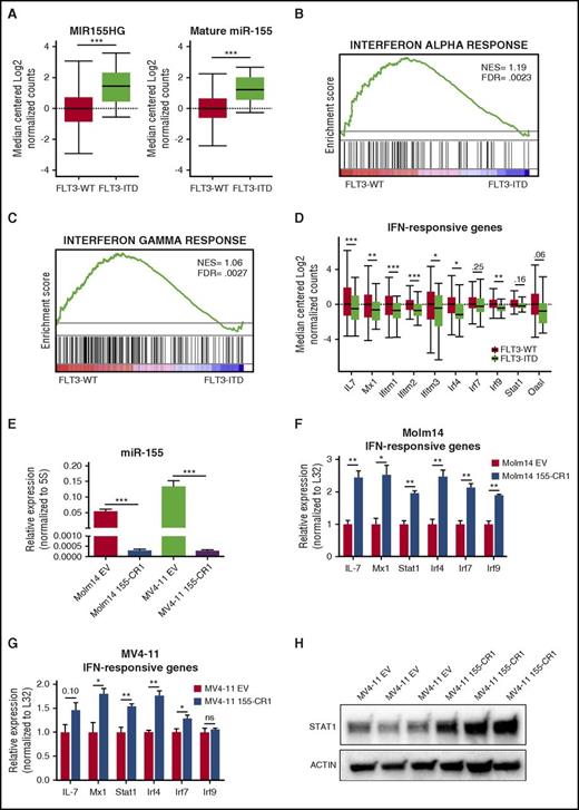 Figure 5. The TCGA data set of human AML samples and miR-155 mutant AML cell lines identify an inverse correlation between miR-155 levels and the IFN response in FLT3-ITD+ AML. (A) Box plot showing MIR155HG and mature miR-155 expression levels in FLT3-WT and FLT3-ITD AML samples from the TCGA data set. (B-C) GSEA of the TCGA data set identifies the IFN-α response and IFN-γ response as hallmark differences between FLT3-ITD AML and FLT3-WT AML. (D) Expression level of representative IFN-responsive genes from the TCGA data set in FLT3-WT and FLT3-ITD AML. (E) Relative expression of miR-155 in Molm14 and MV4-11 cells infected with EV or 155-CR1 vectors determined by qRT-PCR. Expression normalized to 5S. n = 3 biological replicates for each condition. (F-G) qRT-PCR analysis of representative IFN-responsive genes in Molm14 (F) or MV4-11 (G) cells infected with either EV or 155-CR1 vectors. Expression normalized to L32, with the EV-infected cell average set to a relative expression value of 1. n = 3 biological replicates for each condition. (H) Western blot of STAT1 in MV4-11 cells infected with either EV or 155-CR1 constructs. Replicates represent cells grown in independent wells for 72 hours. ACTIN serves as the loading control. LentiCRISPR data represent at least 2 independent experiments. Data represented as mean ± SEM. *P ≤ .05; **P ≤ .01; ***P ≤ .001; ns, P > .05. FDR, false discovery rate; NES, normalized enrichment score.