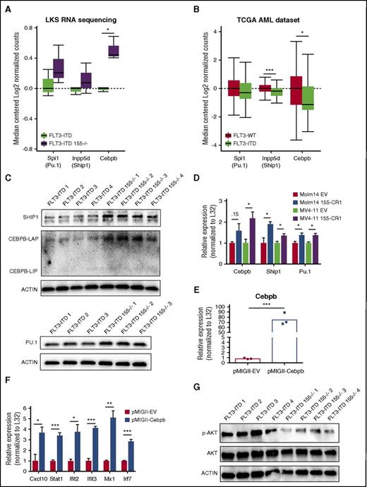 Figure 6. miR-155 represses multiple targets in mouse FLT3-ITD LK and human FLT3-ITD+ AML cells, including the IFN gene regulator Cebpb. (A) Expression level of miR-155 targets in the LKS compartment of FLT3-ITD or FLT3-ITD 155−/− mice by RNA sequencing. (B) Expression level of miR-155 targets in the TCGA human AML data set. (C) Western blot of SHIP1, PU.1, and CEBPB in LK-sorted BM of FLT3-ITD or FLT3-ITD 155−/− mice; replicates represent individual mice. (D) qRT-PCR analysis of miR-155 targets Cebpb, Ship1, and Pu.1 in Molm14 and MV4-11 cells infected with either EV or 155-CR1 constructs. Expression normalized to L32, with the EV-infected cell average set to a relative expression value of 1. n = 3 biological replicates for each condition. (E-F) qRT-PCR analysis of FLT3-ITD LK cells infected with either the pMIGII-EV or pMIGII-Cebpb vector. Expression normalized to L32 with pMIGII-EV–infected cell average set to a relative expression value of 1. n = 3 biological replicates for each condition. (G) Western blot of phospho-AKT (p-AKT) and total AKT of LK cells from FLT3-ITD and FLT3-ITD 155−/− mice; replicates represent individual mice. Data represented as mean ± SEM. *P ≤ .05; **P ≤ .01; ***P ≤ .001.