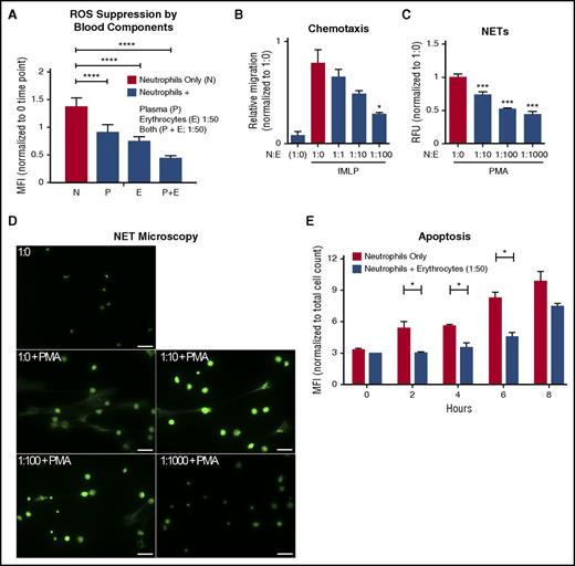 Figure 2. Autologous erythrocytes inhibit neutrophil oxidative burst, chemotaxis, extracellular trap formation and apoptosis. (A) Purified human neutrophils were coincubated in whole-blood components: plasma, erythrocytes, or both plasma and erythrocytes. Coincubation was done with whole plasma, and the erythrocyte concentration was at a 1:50 neutrophil:erythrocyte ratio. MFI of phagosomal ROS production was analyzed using Fc-OxyBURST Green assay reagent after 15 minutes; n = 3 Statistics were analyzed by ordinary 1-way analysis of variance (ANOVA). ****P < .0001. (B) The effect of neutrophil chemotaxis in combination with erythrocytes (neutrophils:erythrocytes; upper well) in the presence of 100 nM of fMLP (lower well) was determined using a transwell system. Statistics were analyzed by ordinary 1-way ANOVA; n = 4. *P < .03 versus control values considered statistically significant. (C) NET formation was quantified to determine the effect of erythrocytes incubated with neutrophils; n = 3. Statistics were analyzed by ordinary 1-way ANOVA. ***P < .0001 versus control values considered statistically significant. (D) NET formation microscopy analysis with increasing concentrations of erythrocytes plus phorbol myristate acetate (25 nM) where indicated. Scale bar, 50 μm. (E) Detection of apoptotic neutrophils was analyzed by TUNEL assay with and without incubation with erythrocytes up to 8 hours. Neutrophils were gated using forward and side scatter by flow cytometry and by TUNEL MFI of 10 000 cell counts. Results were analyzed by Student paired t test; n = 2. *P < .05 versus control values considered statistically significant. N:E, neutrophil:erythrocyte; PMA, phorbol myristate acetate; RFU, relative fluorescence units.