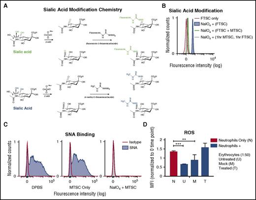 Figure 3. Modification of side chains of terminal sialic acids on erythrocyte surface by mild periodate and MTSC. (A) Mild oxidation using sodium periodate (NaIO4) generates aldehydes on sialic acid–containing glycoproteins, followed by direct labeling of aldehydes with a fluorescent tag, FTSC (top, green). A smaller compound, MTSC, replaced FTSC, which would generate the same sialic acid modification without the fluorescein molecule (bottom, blue). (B) By flow cytometry, modification of sialic acid by both FTSC and MTSC was tested for reactivity and competition on the erythrocytes surface. Erythrocytes were treated with sodium periodate (NaIO4) for 20 minutes on ice, followed by the addition of FTSC or MTSC, where noted, for 1 hour at 37°C; n = 2. (C) Sialic acid modification of treated erythrocytes (NaIO4 + MTSC, MTSC only) and untreated erythrocytes (DPBS) were stained with biotinylated SNA lectin, which preferentially binds to sialic acids attached to terminal galactose in α2-6-linkage and was measured by flow cytometry. Isotype control (streptavidin-PE); n = 4. (D) Purified neutrophils were incubated with erythrocytes (DPBS, MTSC only, and NaIO4 + MTSC). Erythrocyte concentration was at 1:50 neutrophil:erythrocyte ratio. MFI of phagosomal ROS production was analyzed using Fc-OxyBURST Green assay reagent at 15 minutes. Statistics were analyzed by ordinary 1-way ANOVA; n = 2. **P < .0072 versus control values considered statistically significant; ***P < .0004.