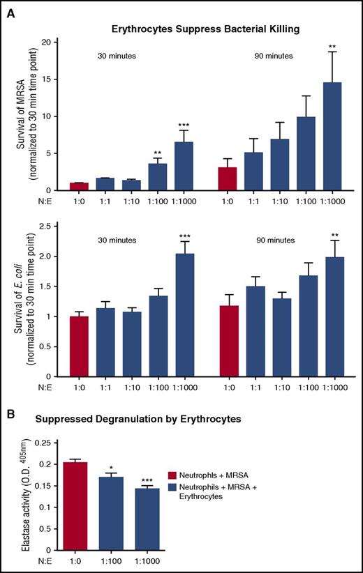 Figure 5. Erythrocytes suppress neutrophils in whole blood, but do not completely suppress bacterial killing. (A) Neutrophil killing of MRSA or E coli K12 was evaluated with increasing concentrations of erythrocytes at 30 and 90 minutes. Neutrophil killing of MRSA (top). Positive control is neutrophils plus MRSA. Statistics were analyzed by repeated measures one-way ANOVA and post hoc Holm–Sidak's multiple comparison test; n = 3. **P < .0057; ***P < .0001 versus control values considered statistically significant. Neutrophil killing of E coli (bottom). Positive control is neutrophils plus E coli. Statistics were analyzed by repeated measures 1-way ANOVA and post hoc Holm–Sidak's multiple comparison test; n = 3. **P < .05 versus control values considered statistically significant; ***P < .0003. (B) Neutrophils were incubated with MRSA for 90 minutes, and degranulation was measured by elastase release on fluorescent plate reader at ex. 488/emm.530; n = 3. Statistics were analyzed by ordinary 1-way ANOVA. ***P < .0001 versus control values considered statistically significant. N:E, neutrophil:erythrocyte.