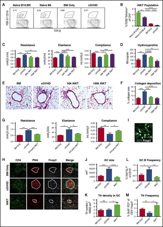 Figure 1. Therapeutic iNKT cell infusion reversed established cGVHD. B10.BR mice were conditioned by 2 doses of cyclophosphamide (120 mg/kg body weight, intraperitoneally) on day 3 and day 2 of transplantation. On day 1, B10.BR mice were irradiated (830 Gy by X-ray) and then infused with T-cell–depleted BM only or with 75 000 purified T cells to induce cGVHD. (A-B) On day 28 after transplantation, splenocytes were harvested from BM-only mice and cGVHD mice and naive mice of donor and recipient strains. Cells were stained with fluorochrome conjugated PBS57-CD1D tetramer, anti-CD4, anti-TCR-β, and viability dye. iNKT cells were identified by CD4+ TCR-β+PBS57-CD1D+ live cells. (A) Gating of iNKT cells. Cells were gated on live CD4+ T cells. (B) Frequency of iNKT is significantly reduced in cGVHD mice. (C-D) On days 28 and 42 posttransplantation, fluorescence-activated cell sorter sorted CD45.1 B6 iNKTs were infused to some cGVHD mice at a lower (50 000) or higher (100 000) dose. (C) Pulmonary function tests (PFTs), including resistance, elastance, and compliance, were performed on day 56 posttransplantation. iNKT infusion significantly improves the pulmonary function. (D) Hydroxyproline was measured in the lungs of mice from (C). iNKT infusion at the 100 000 cell dose significantly reduces hydroxyproline. (E) Trichrome staining that identifies collagen was performed on cryosections of lungs and imaged at 200×. (F) Collagen deposition was quantified by measuring the blue area by Fiji software. iNTK infusion significantly reduce collagen deposition in the lung. (G) cGVHD was established as previously described. Mice received Balb/c iNKT cells on days 28 and 42. Balb/c iNKT cells reverse cGVHD. (H) Cryosections of spleen (day 56) were stained with fluorochrome conjugated anti-CD4 , anti-Foxp3 (eFluor660), and peanut-agglutinin (PNA) (Rhodamine) and imaged by Olympus FV1000 system at 400×. Dotted lines delineate GC areas by PNA staining. (I) Follicular Tregs were identified as CD4+Foxp3+ cells within the GC areas. (J) Average GC size is decreased by iNKT. (K) Follicular Treg density is increased by iNKT. (L-M) Splenic GC B cells and follicular Tregs frequencies were determined by flow cytometry on day 55 post-transplantation. iNKT infusion decreases GC B and increases follicular Treg frequencies. Unpaired student t-test was used when comparing 2 groups. Data shown are representative of 2 to 4 independent experiments with 5 to 8 mice per group, except (G) with 1 experiment with 5 to 8 mice. *P < .05; **P < .01; ***P < .001; ****P < .0001.
