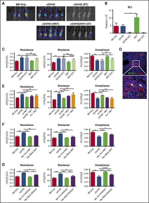 Figure 2. iNKT reversed cGVHD through donor Treg expansion and prevented the onset of cGVHD. (A-C) cGVHD was established as per Figure 1, except that BM and T cells were harvested from B6.Foxp3.Luci.DTR-4 mice. Group 1 and 2 are BM only and cGVHD control, as described before. Groups 3 through 5 are cGVHD mice that received DT (group 3), iNKT infusion on day 28 and day 42 (group 4), or iNKT infusion and DT (group 5). (A) On day 43, mice were imaged by the Spectrum In Vivo Imaging system. (B) Quantification of the bioluminescent imaging signal shows depletion of Tregs by DT and expansion of Tregs by iNKT infusion. (C) PFTs were assessed as described in Figure 1. Treg depletion by DT injection completely abolishes iNKTs efficacy. (D) iNKT cells (white arrow) were identified by CD45.1+ in the GC area. (E) Mice were transplanted as per Figure 1. iNKT cells from wild-type, CXCR5−/−, or IL-4−/− mice were infused to transplanted mice on days 28 and 42. iNKT cells from CXCR5−/− or IL-4−/− mice lost the ability to reverse cGVHD. (F) cGVHD mice were infused with B6 iNKTs either on days 1 and 14 (prophylaxis) or on days 28 and 42 (therapy). Prophylactic iNKT infusion completely blocks cGVHD. (G) Prophylactic or therapeutic RGI2001 (2.5 μg/mouse) was given to transplanted mice. PFTs suggest RGI2001 prevents and reverses cGVHD. Five to 8 mice per group were analyzed for each assay. Significance: *P < .05; **P < .01; ***P < .001; ****P < .0001.