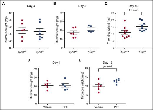 Figure 1. p53 deficiency enhances venous thrombus resolution. Thrombus weights of Tp53−/− mice compared with Tp53+/+ mice at (A) day 4 (n = 6-7 per group), (B) day 8 (n = 5-6 per group), and (C) day 12 (n = 8-9 per group) after vena cava ligation. Comparison of thrombus weights of C57BL/6 mice treated with vehicle or PFT at day 4 (D) and day 12 (E) after vena cava ligation (n = 5-6 per group).