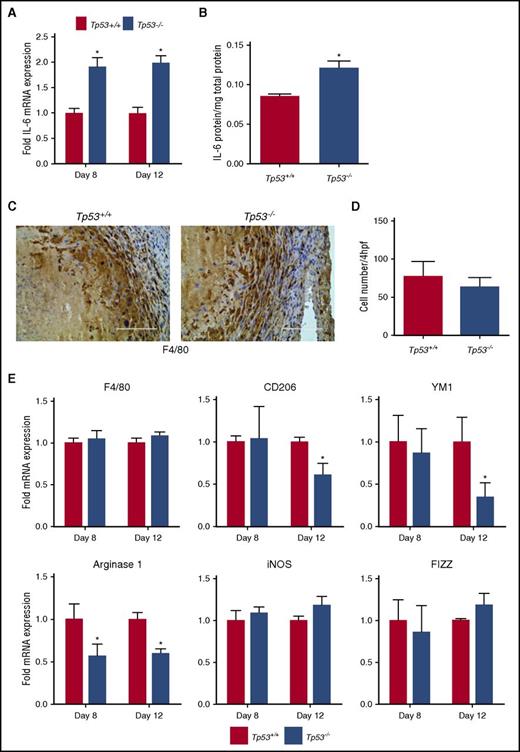 Figure 4. Effect of absence of p53 on intrathrombotic cytokine expression. (A) Intrathrombotic expression of IL-6 mRNA at day 8 and day 12 after vena cava ligation was determined by qPCR. Values represent the mean ± SEM (n = 3 Tp53+/+ and 4 Tp53−/−). *P < .05, Tp53+/+ vs Tp53−/−. (B) Intrathrombotic expression of IL-6 protein at day 12 was determined by enzyme-linked immunosorbent assay (ELISA). All values represent the mean ± SEM (n = 4 Tp53+/+ and 5 Tp53−/−). **P < .02, Tp53+/+ vs Tp53−/−. (C) Enumeration of intrathrombotic macrophages at day 12 after vena cava ligation by immunohistochemical staining using anti-F4/80 antibody; original magnification ×200. Scale bar, 200 μm. Representative images from 4 independent animals are shown. (D) The number of macrophages was quantified as described in “Methods.” All values represent the mean ± SEM (n = 4 Tp53+/+ and 4 Tp53−/−). (E) Intrathrombotic gene expression of macrophage polarization markers at 8 days (A) and 12 days (B) after vena cava ligation in Tp53+/+ and Tp53−/− animals were determined by qPCR. All values represent the mean ± SEM (n = 3 Tp53+/+ and 4 Tp53−/−). *P < .05, Tp53+/+ vs Tp53−/−. hpf, high-powered field; iNOS, inducible NO synthase.